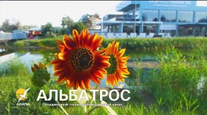 🔥 Утро на Анапке: подсолнухи в огне, утки в строю, а друг… пропал! // 10 августа 2025 г. АНАПА