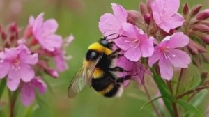 А ВОЗДУХ ПАХНЕТ СПЕЛЫМ ЛЕТОМ- стихи Надежды Шубиной