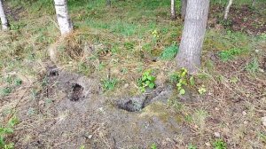 Крысы живут