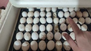 Закладываем яйца адлерской серебристой в инкубатор