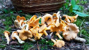 По грибы 08 августа 2025 / Смоленская область