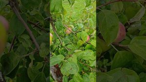 Женева Эрли. Яблоня
.mp4