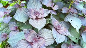 Сяо Ли - Сварила соус из листьев периллы