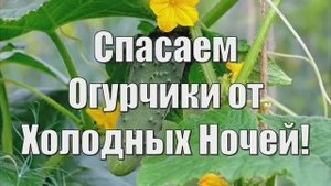 Защищаем Огурцы от Холодных Ночей