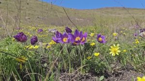 Сон-трава цветёт. Весна. 2024. #темиртау