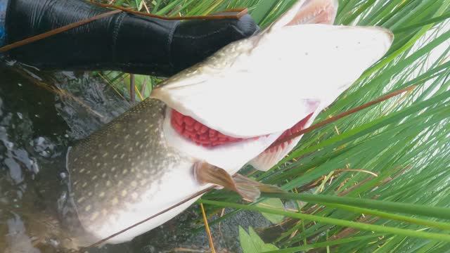 Встретил КРОКОДИЛА в Камышах.  Подводная охота на щуку в протоках реки Белая в Башкирии. смотреть онлайн