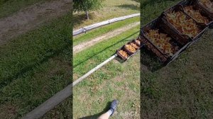 Сушка лисичек в деревни