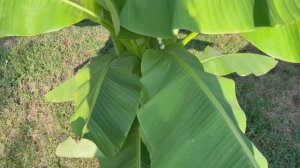 Август на Кубани. Новый стол и повод для торта.