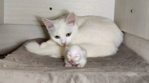 Новорожденный котенок и его мама-кошка. 25 минут с новорожденным котенком. Как растёт новорожденный