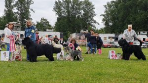 28.06.2025, СПб. Клуб "Зоолюкс" (РКФ, РФЛС). Выставка собак CAC 2 группы FCI