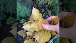 95. Колеус Orange King.