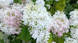 Обзор август 2025