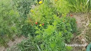 Будни пенсионерки на даче и не только