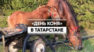 В Татарстане прошел фестиваль «День коня»