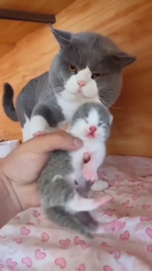 Для поднятия настроения. Юмор)