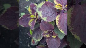 111. Колеус Фантом (Тайланд).