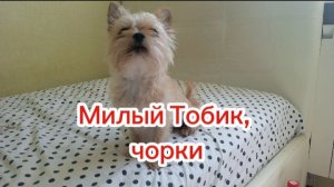 Тобик красавчик, чорки, собачка внучки в Краснодаре