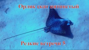 Редкие встречи 5 Орляк обыкновенный пятнистый под музыку Архиповского в обработке Влада Жукова