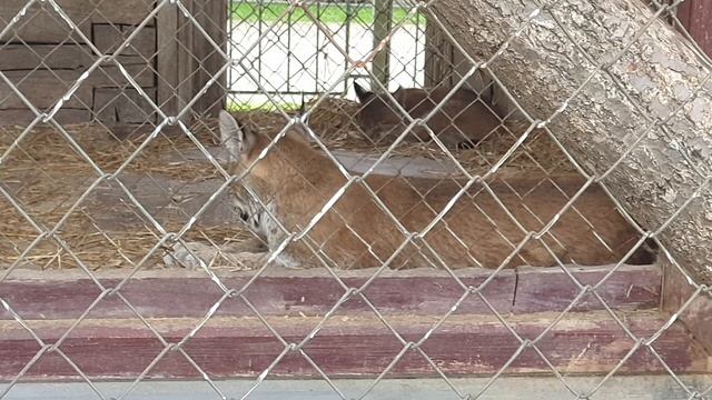 Зоопарк,животные,птицы. смотреть онлайн