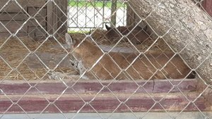 Зоопарк,животные,птицы.