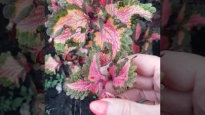 114. Колеус Бондиана.