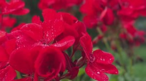 Летний сад на даче, Гл-ны 2025 — 720p30