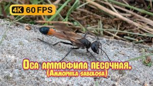 Оса аммофила песочная (Ammophila sabulosa) 4К.