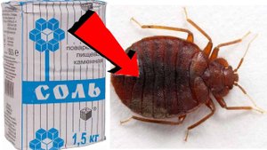 Как избавиться от клопов в доме За 3 минуты!.!.!