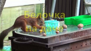 Белочка на даче сборник