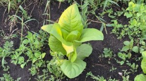 Табак самосевка после обработки (эксперимент)