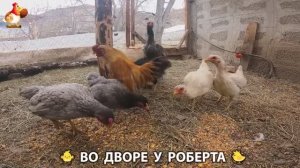 Содержание кур в домашних условиях и других птиц во дворе у Роберта 🐣🐤🦆🐔🪿🦃 (130)