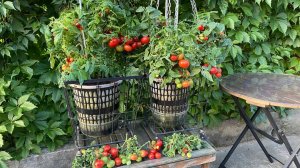 Дневник моих огородных дел. 8 августа 2025 года