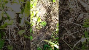 Огород, как сорняк. Без всякого ухода. Биогидрис