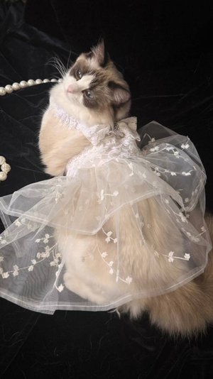 Шьем свадебное платье для нашей кошки Мальвины