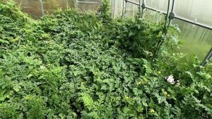 Мои арбузы в теплице 10 августа 2025 года