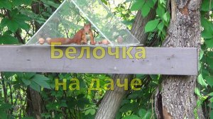 Белочка на даче (3)