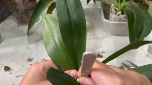 Пересаживаю азиатские орхидеи / Самые разные посадки / Отделяю детку