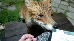 (1087) Лиса приходит в гости. Август 2025