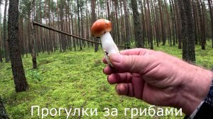 Прогулки за грибами.  Лисички еще есть. Появились сыроежки.
