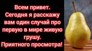 ЭндиКрафт - Случай про первую в мире живую грушу. Интересный аудиорассказ.