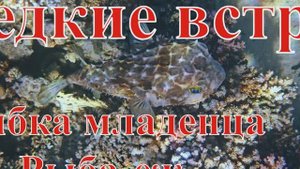 Редкие встречи 8 Улыбка младенца Рыба-ёж