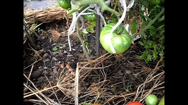 Помидоры ГИГАНТ НОВИКОВА