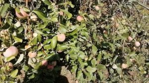 СЕЗОН ЗАКАНЧИВАЕТСЯ, УРОЖАЮ ДОВОЛЕН.