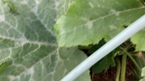 Кабачки, баклажаны, тыква.