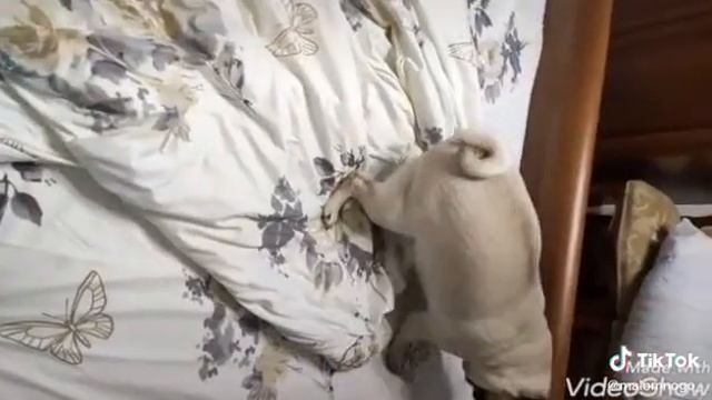 Мопс Милка))) смотреть онлайн