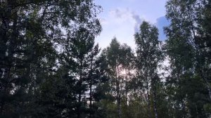 Скалы в лесу