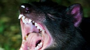The Tasmanian Devil