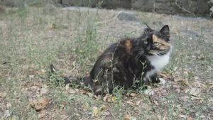 Коты в Ливадии (Крым, Ялта).