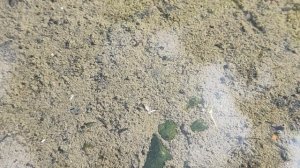 Водные и полуводные растения. Чукотка