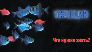 ТЕРНЕЦИЯ Glofish - Что нужно знать? - аквариумистика